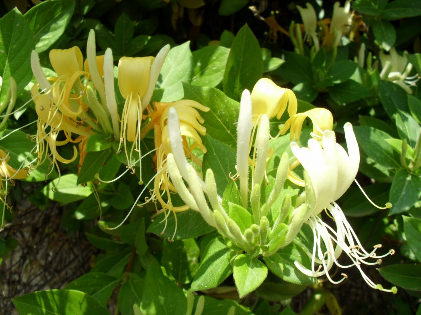 canción de la madreselva (honeyscuckle) flores de bach