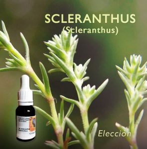 Scleranthus