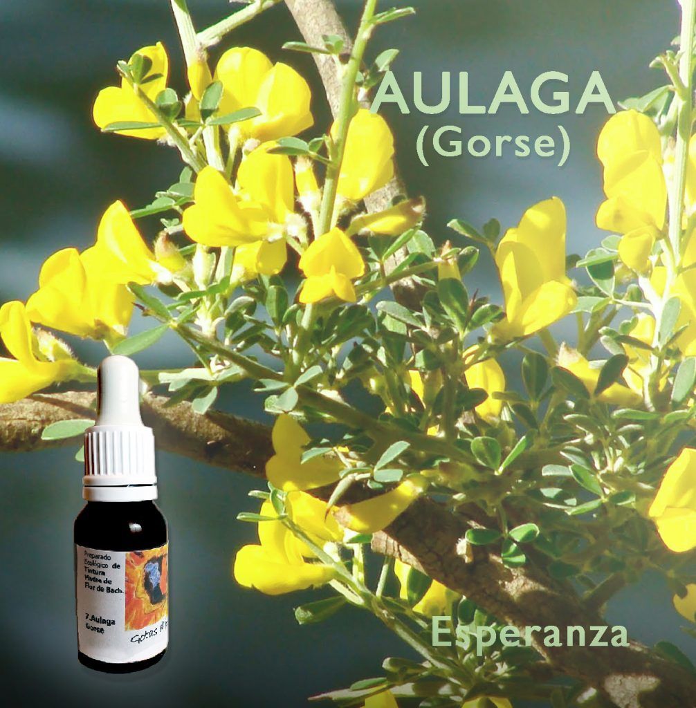 flores de bach aulaga gorse