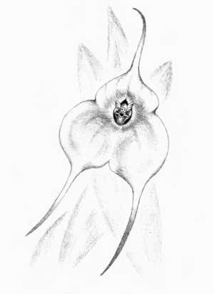 Orquidea de la Suerte