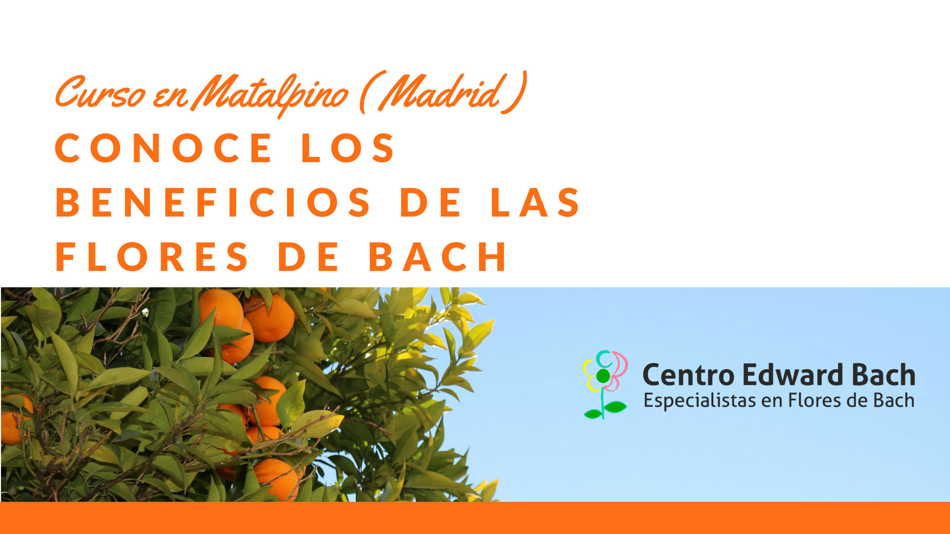 Conoce los beneficios de las flores de bach