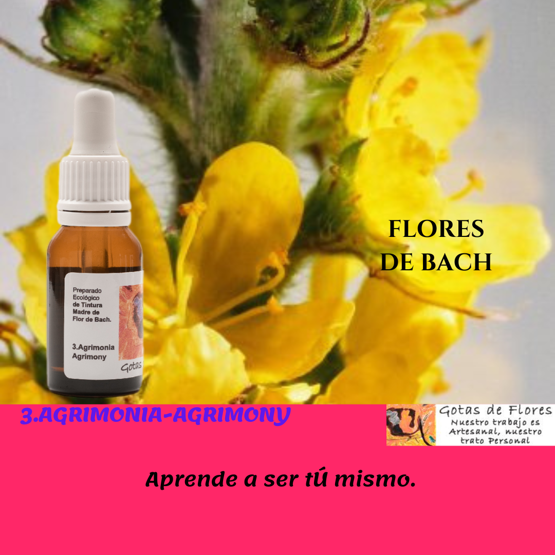 Agrimony es una Flor de Bach que disminuye la angustia