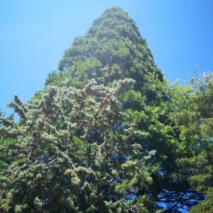 Nuestra sequoia, reina de los árboles