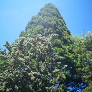 Nuestra sequoia, reina de los árboles
