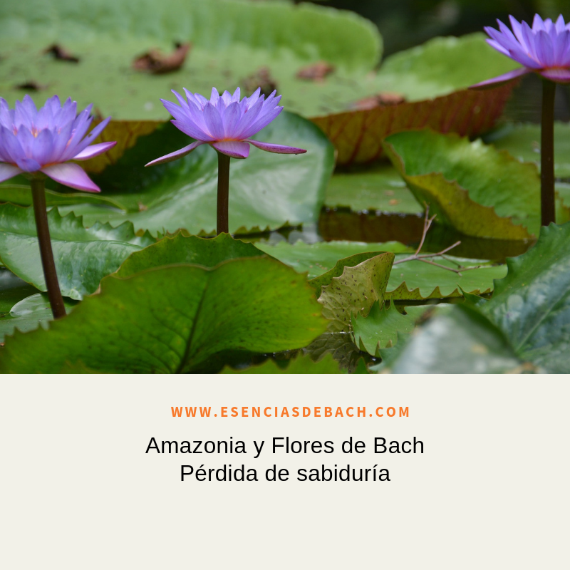 amazonia y flores de bach