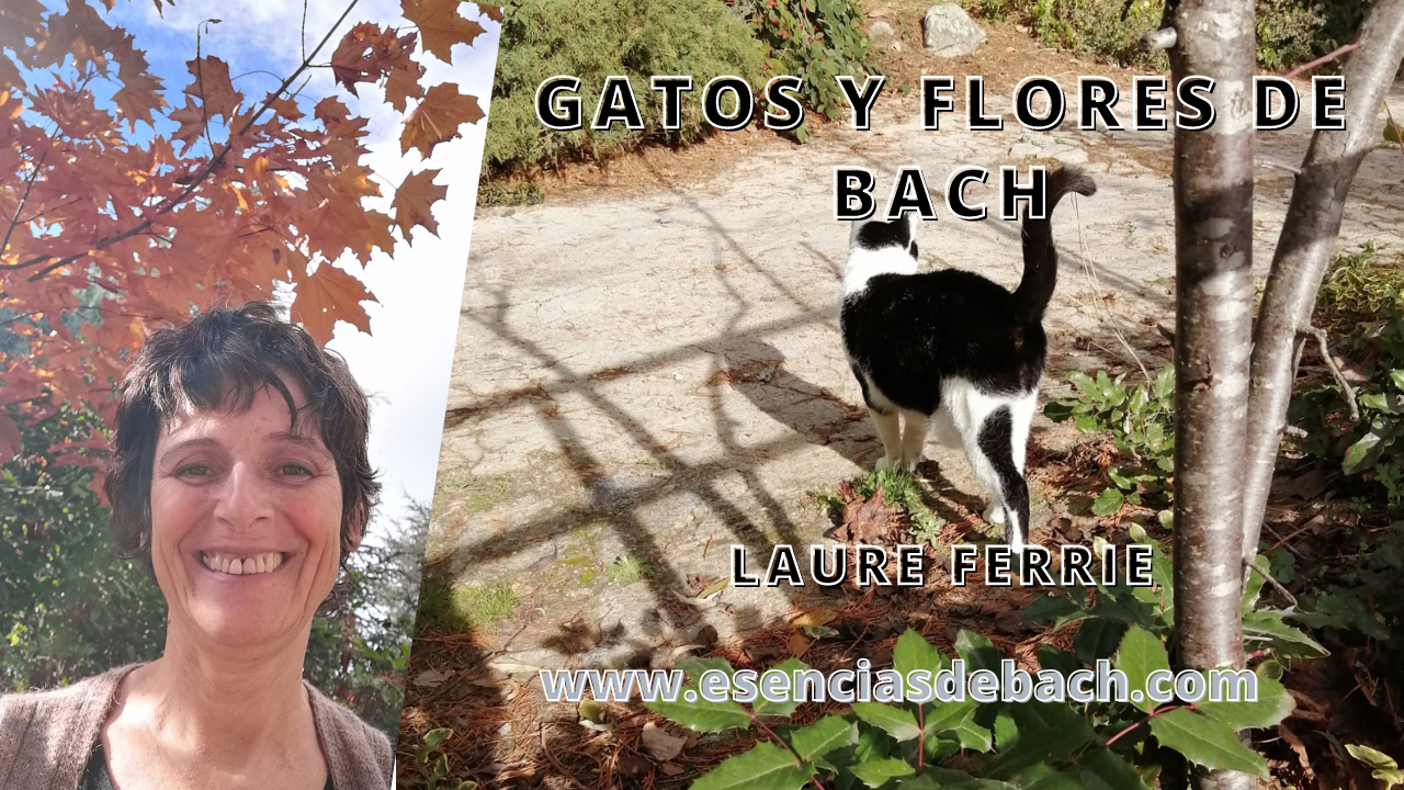 flores de bach y gatos