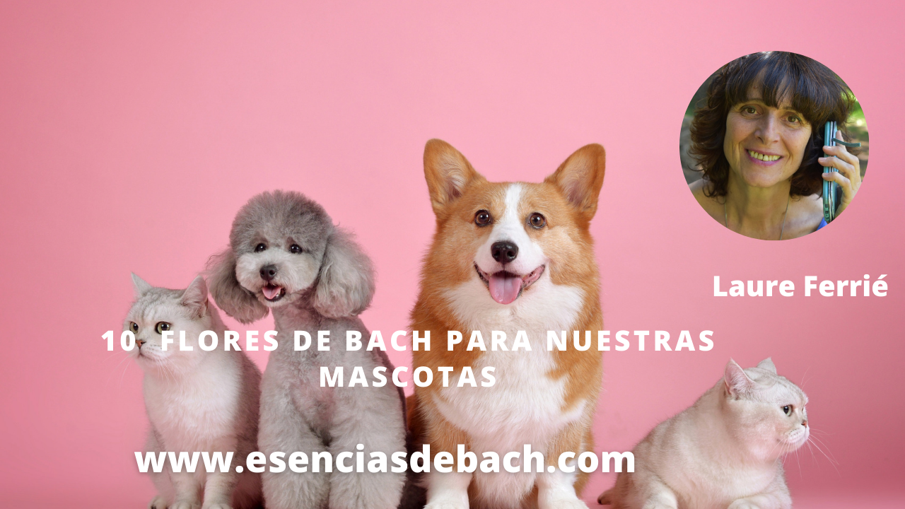 10flores de bach para ayudar a nuestras mascotas