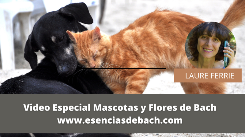 video Mascotas y Flores de Bach