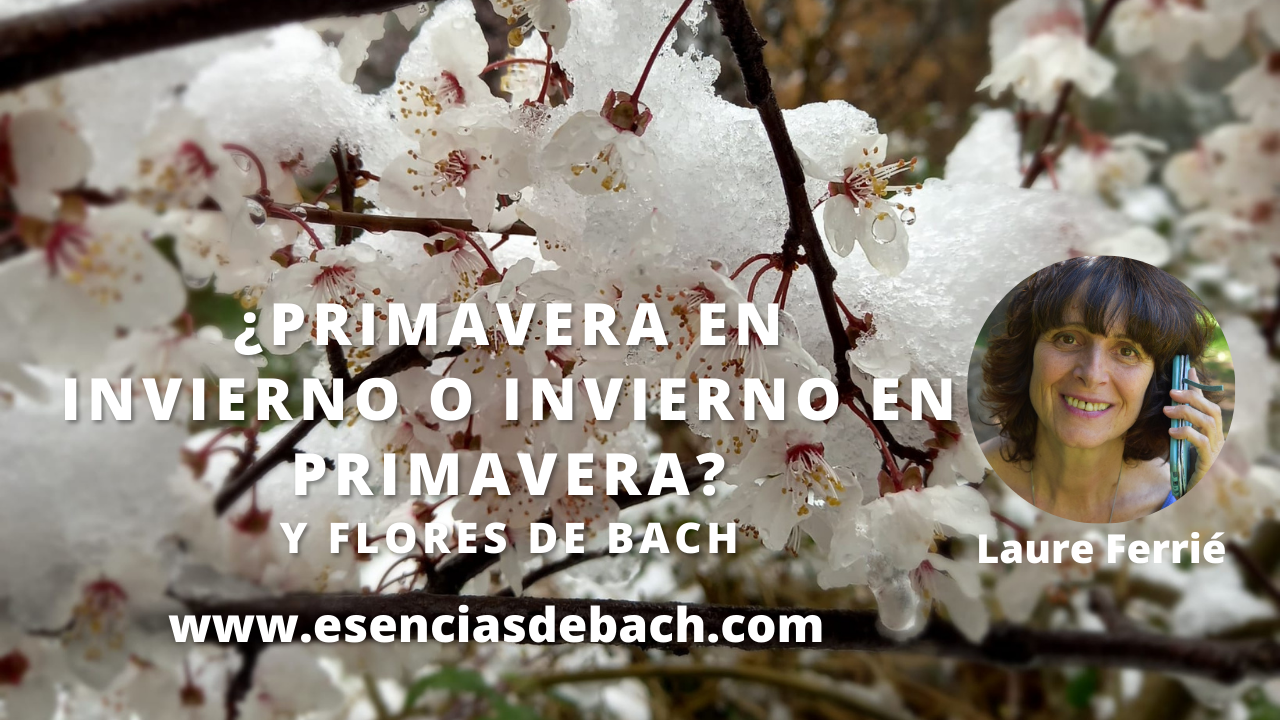 flores de bach e impaciencia